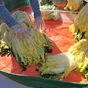 making kimchi