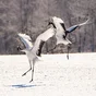 Japan winter wildlife