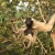 Gibbon at Cardamom Tented Camp in Botum Sakor National Park