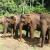 Group of Asian elephants graze in a clearing in the jungle as part of the Elephant Valley Project
