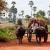 Traditional farming in Siem Reap - Norman Blaikie ©