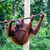 Orangutan at Sepilok