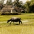 Farming with buffalo in Triem Tay village, near Hoi An