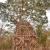 The jungle reclaiming ancient temples at Sambor Prei Kuk
