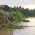 Elephant on the banks of the Kinabatangan River