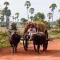 Ox cart in Siem Reap - Norman Blaikie