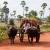 Ox cart in Siem Reap - Norman Blaikie