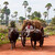 Ox cart in Siem Reap - Norman Blaikie