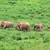 Elephants in Kui Buri National Park, Thailand 