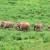 Elephants in Kui Buri National Park, Thailand 
