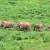 Elephants in Kui Buri National Park, Thailand