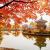 Autumn leaves at Gyeongbokgung Palace in Seoul