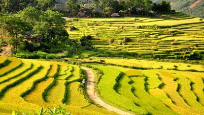 Rice terraces at Pu Luong