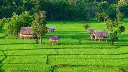 Muang La fields