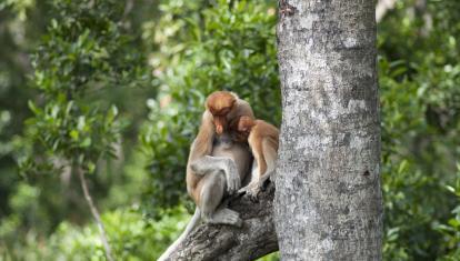 Proboscis monkey