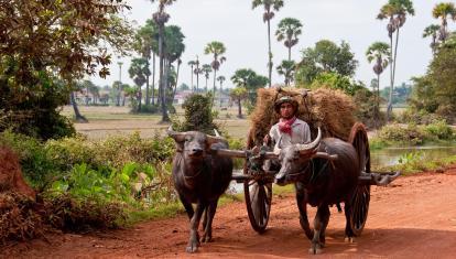 Traditional farming in Siem Reap - Norman Blaikie ©