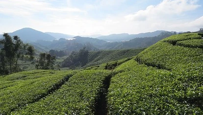 Tea plantations at Cameron Highlands 