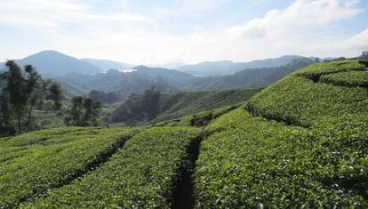 Tea plantations at Cameron Highlands 