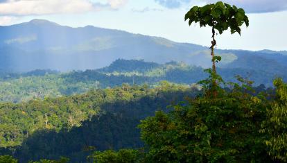 View of the canopy in Danum Valley