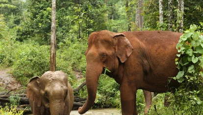 Elephant Valley Project