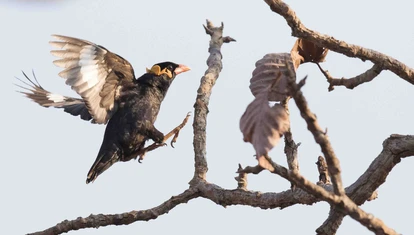 Common hill myna