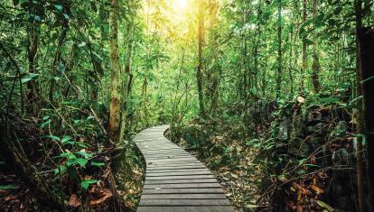 Boardwalk at Danum Valley