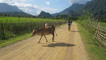 Cows and bikes in Vang Vieng