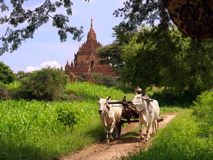 Ox carts in Bagan