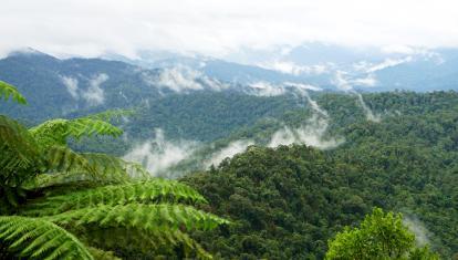 Aerial view of Belum Rainforest
