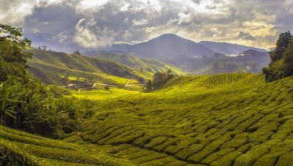 Tea plantations of Cameron Highlands