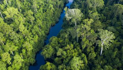 Aerial view of Taman Negara National Park