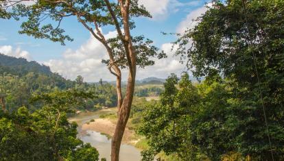 View through the trees in Taman Negara National Park