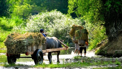 Ox cart in Pu Luong