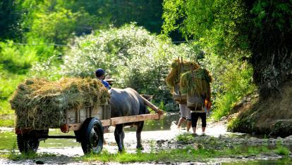 Ox cart in Pu Luong