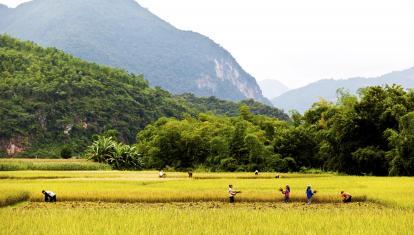 Rice farming in Mai Chau