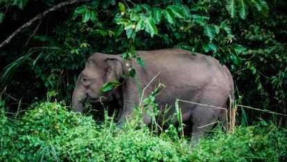 Elephant on the banks of the Kinabatangan River