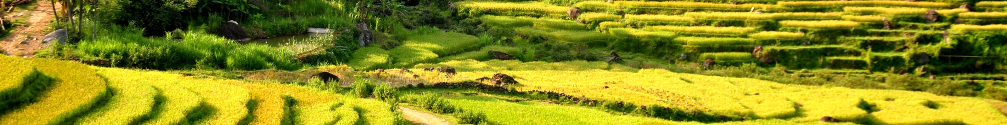Rice terraces at Pu Luong