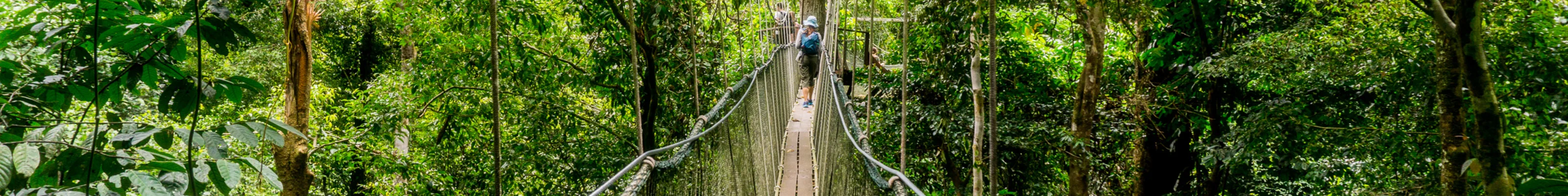 Canopy walkway in Borneo