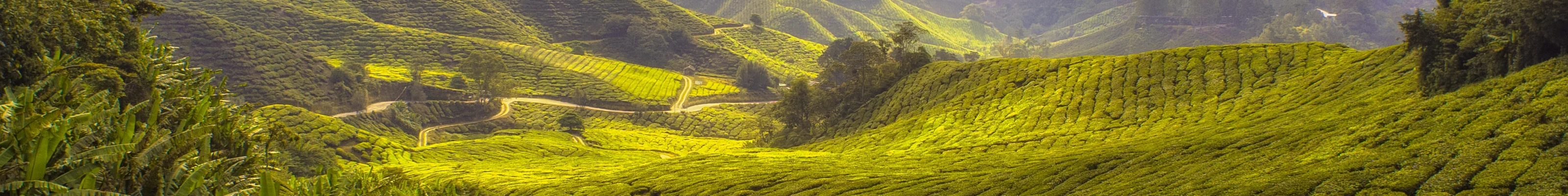 Tea plantations of Cameron Highlands