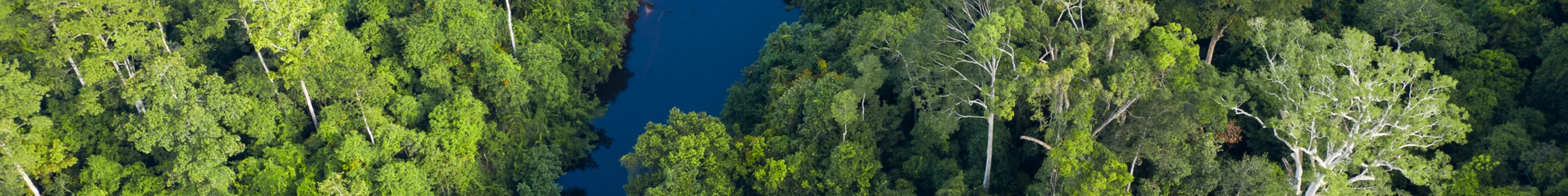 Aerial view of Taman Negara National Park
