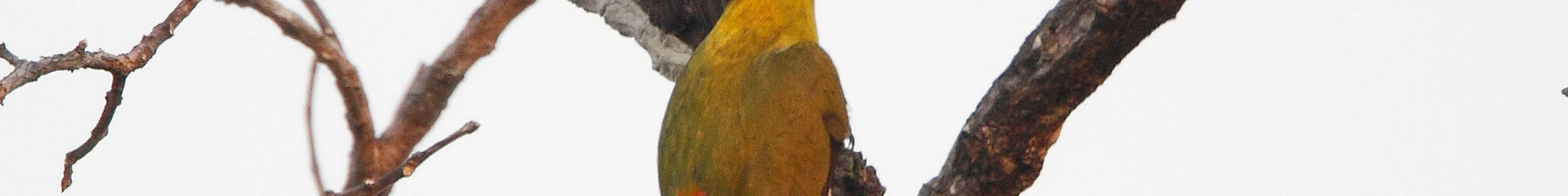 Birds in Kulen Prontemp