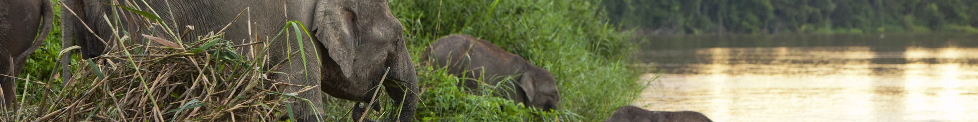 Elephant on the banks of the Kinabatangan River