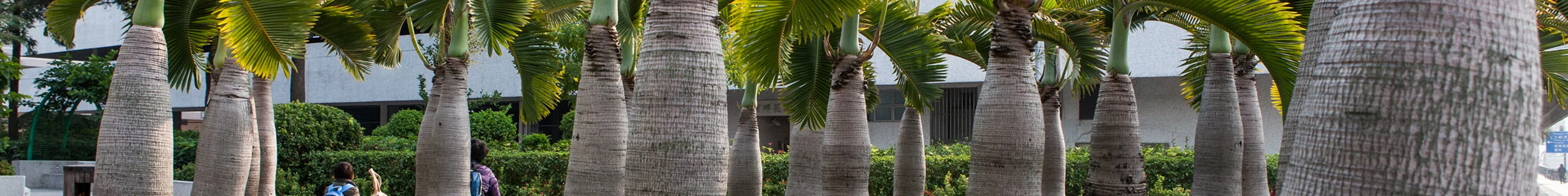Palm trees in park 