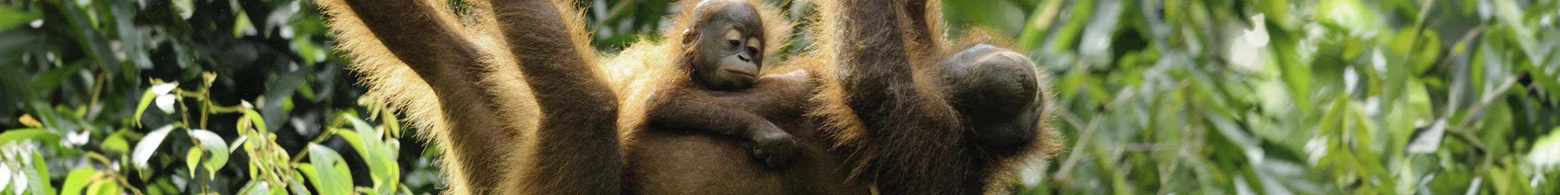 Mother and baby orangutan at Sepilok Orangutan Rehabilitation Centre