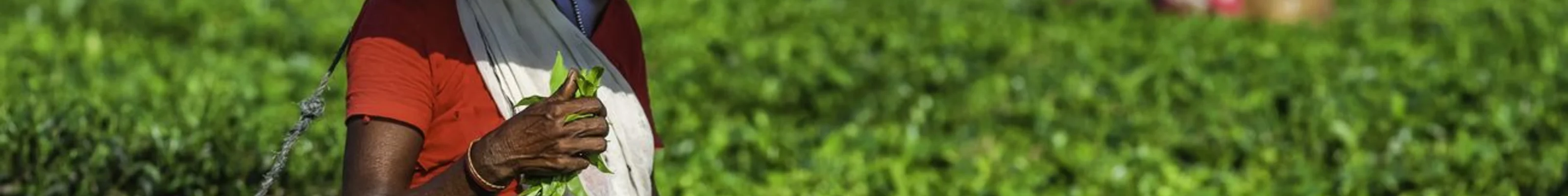 woman-at-tea-plantation-in-jorhat-assam-wears-a-makeshift-bamboo-hat