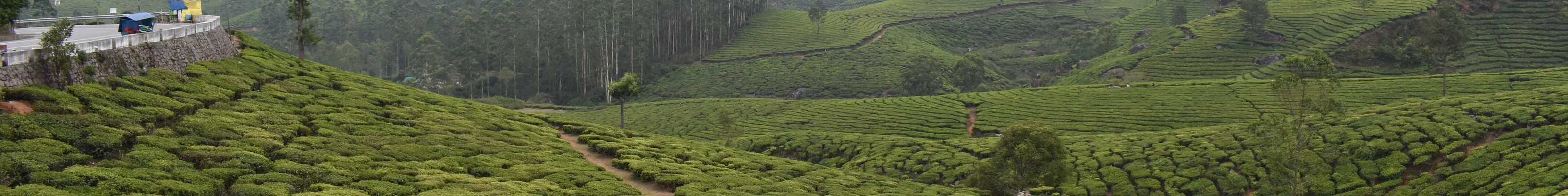 Tea field in Munnar