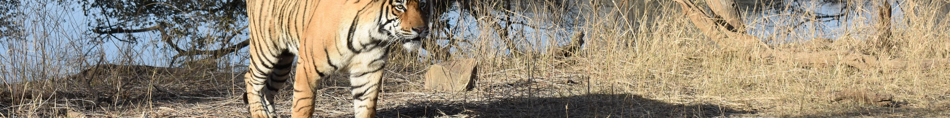 Tiger in Ranthambore