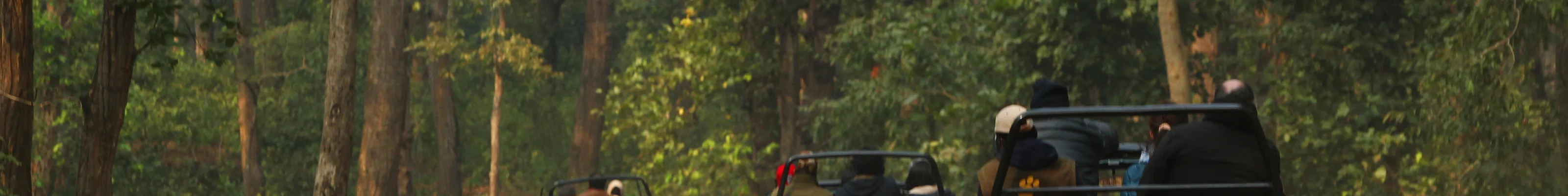 Open top jeeps in Kanha national park