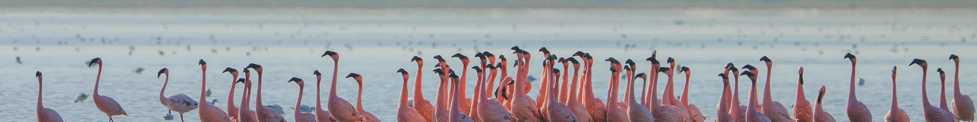 Lesser Flamingo Courtship at Little Rann of Kutch