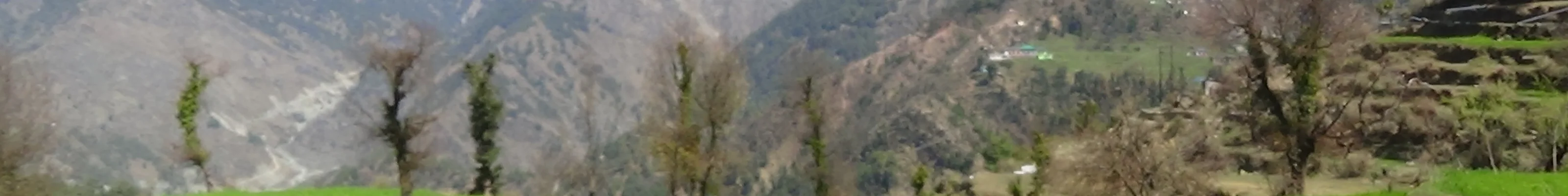 Naddito Dharamkot Walk in the Himalayas with wildflowers